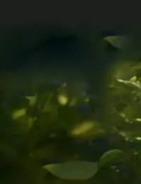 rect