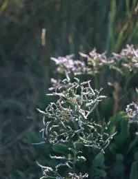 plante marais salants de Guérande
