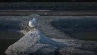 Faune et Flore marais de Guérande Le Guérandais