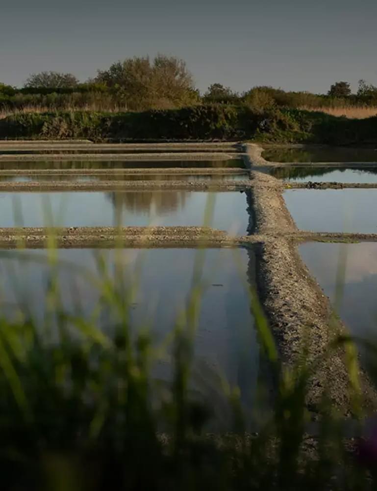Marais sauvage